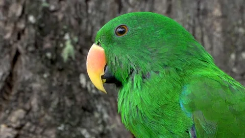 Green eclectus parrot  side view, turning head, listening and looking Stock Footage 129212134