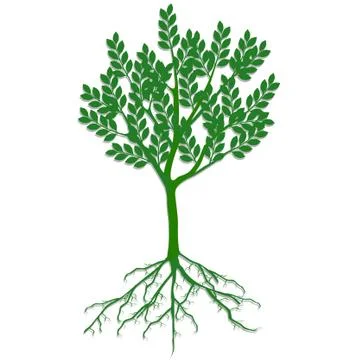 Green ecological tree with roots on a white background Stock Illustration