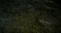 Green Eel moving under beach weeds 2 HD Footage