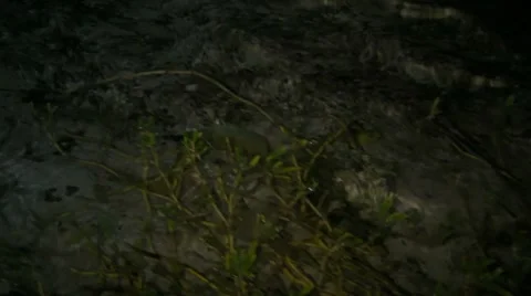 Green Eel moving under beach weeds 2 Stock Footage 8156531