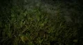 Green Eel moving under sea plants HD Footage