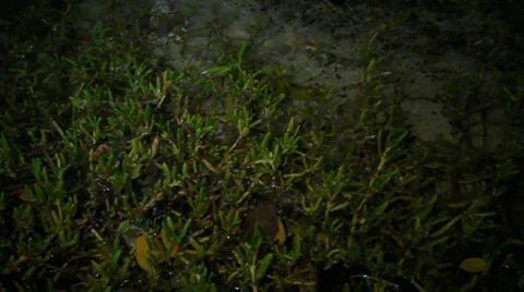 Green Eel moving under sea plants Stock Footage 8156826
