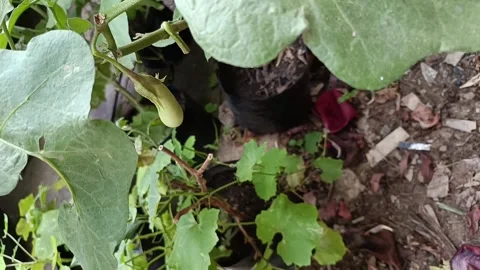 Green Eggplant Fruit Growing on Plant 스톡 동영상 344095545