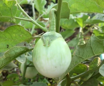 Green eggplant Stock Photos