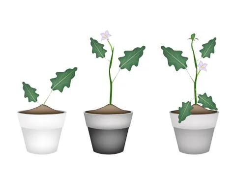Green Eggplant Tree in Ceramic Flower Pots Stock Illustration