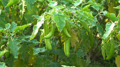 Green eggplants in the garden Stock Footage 128408252