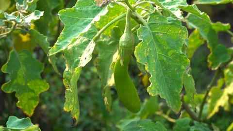 Green eggplants in the garden Stock Footage 128408266