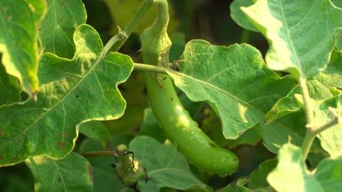 Green eggplants in the garden Stock Footage 128408271