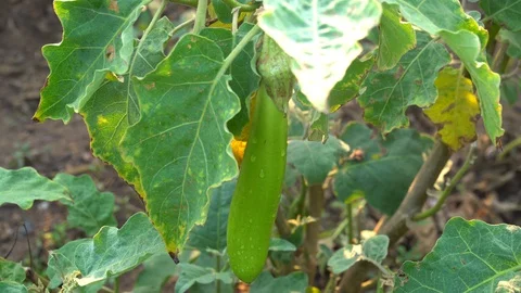 Green eggplants in the garden Stock Footage 128408281