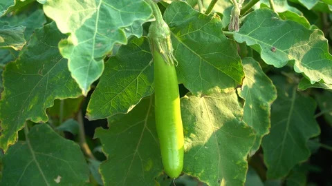 Green eggplants in the garden Stock Footage 128408286