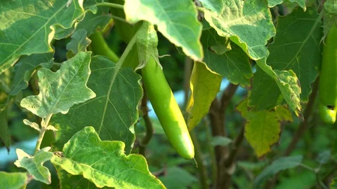 Green eggplants in the garden Stock Footage 128408301