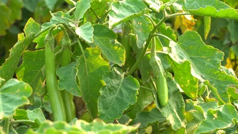 Green eggplants in the garden Stock Footage 128408304