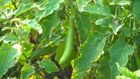 Green eggplants in the garden Stock Footage 128408325