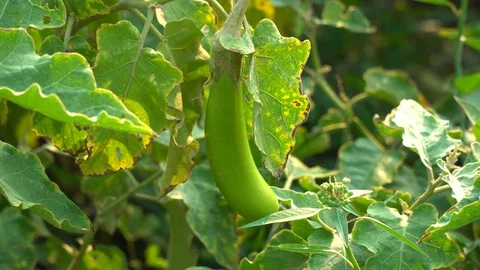 Green eggplants in the garden Stock Footage 128408332