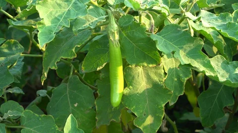 Green eggplants in the garden Stock Footage 128408362