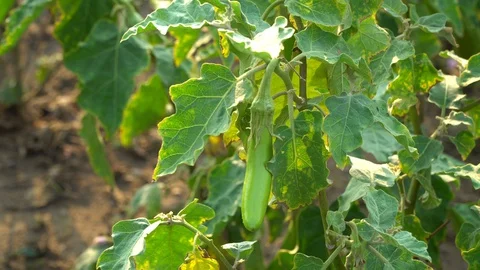 Green eggplants in the garden Stock Footage 128408367