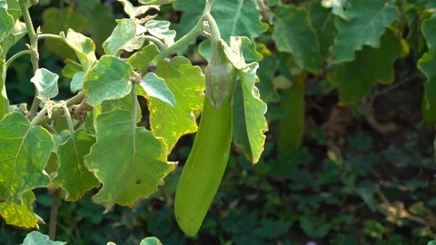 Green eggplants in the garden Stock Footage 128408398