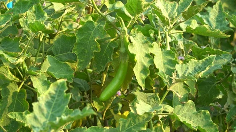 Green eggplants in the garden Stock Footage 128408412