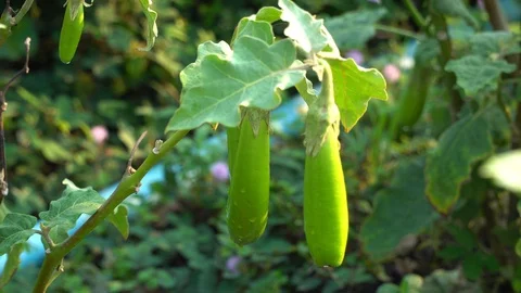 Green eggplants in the garden Stock Footage 128408414