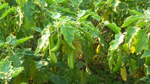 Green eggplants in the garden Stock Footage 128408424