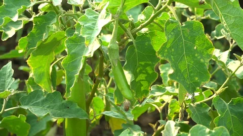 Green eggplants in the garden Stock Footage 128408437