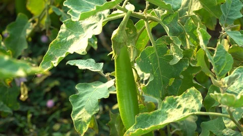 Green eggplants in the garden Stock Footage 128408442