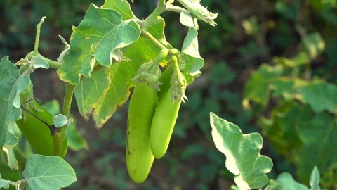 Green eggplants in the garden Stock Footage 128408452