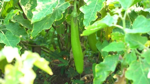 Green eggplants in the garden Stock Footage 128408472