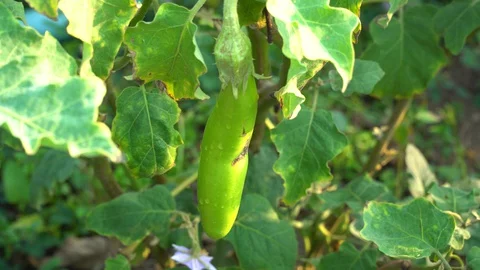 Green eggplants in the garden Stock Footage 128408490
