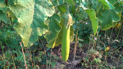Green eggplants in the garden Stock Footage 128408504