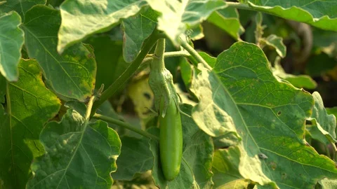 Green eggplants in the garden Stock Footage 128408512