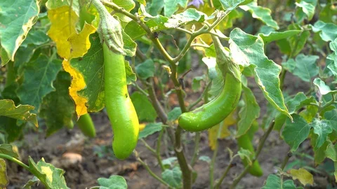 Green eggplants in the garden Stock Footage 128408519