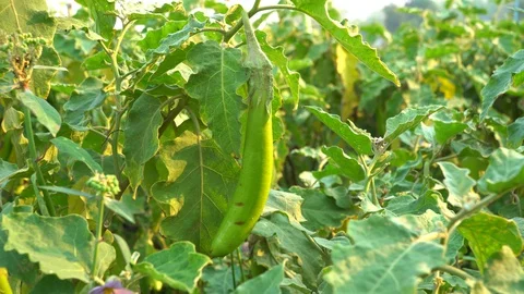 Green eggplants in the garden Stock Footage 128408521