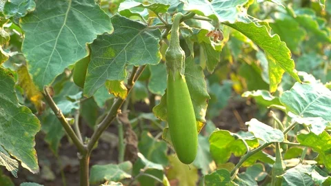 Green eggplants in the garden Stock Footage 128408527