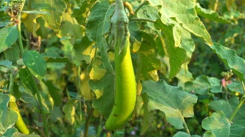 Green eggplants in the garden Stock Footage 128408533
