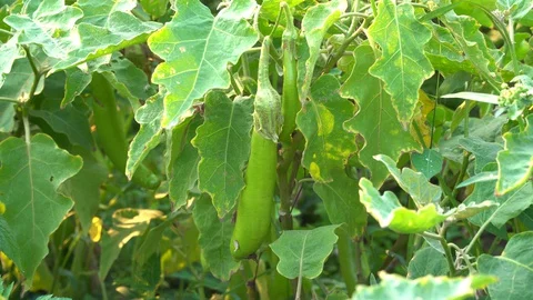 Green eggplants in the garden Stock Footage 128408549