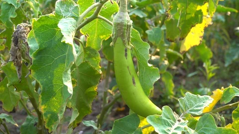 Green eggplants in the garden Stock Footage 128408551
