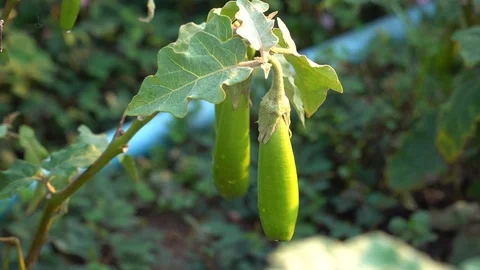 Green eggplants in the garden Stock Footage 128408556