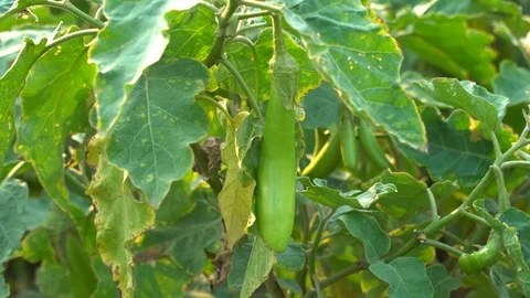 Green eggplants in the garden Stock Footage 128408557