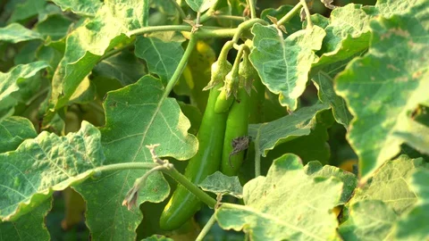 Green eggplants in the garden Stock Footage 128408583
