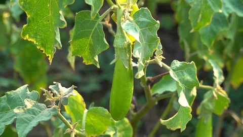 Green eggplants in the garden Stock Footage 128408611