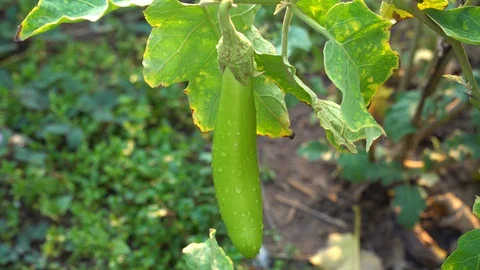Green eggplants in the garden Stock Footage 128408618