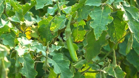 Green eggplants in the garden Stock Footage 128408626