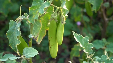 Green eggplants in the garden Stock Footage 128408643