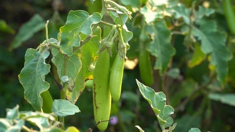 Green eggplants in the garden Stock Footage 128408645