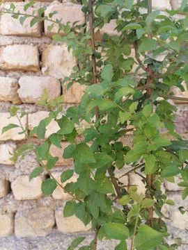 Green elegance on the bricks Stock Photos