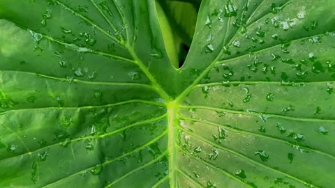 Green elephant ear leaf with fresh rain water droplets in a lush garden setting Stock Footage 329479127