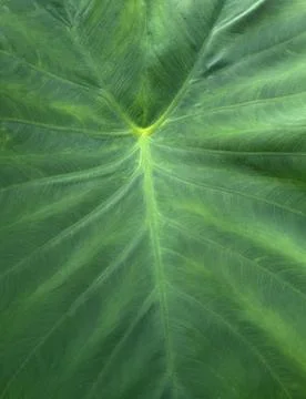 Green Elephant Ear Leaf Texture Photos
