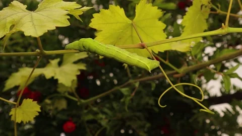 Green Elephant Hawk-moth caterpillar crawling on grapevine stem macro Stock-Footage 332764124