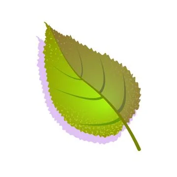 Green elm leaf textured with shadow, isolated on white background. Realistic Stock Illustration